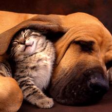 Кошки и собаки могут понимать друг друга