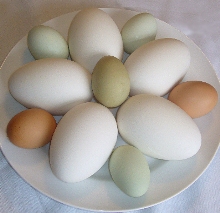 Британские ученые развеяли миф «трех яиц»